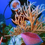 شقة Diving Center Punta *