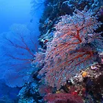Diving Center Punta شقة
