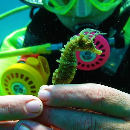 Diving Center Punta Apartment *