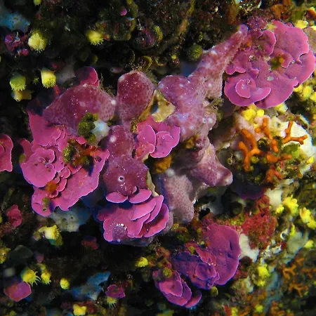 Diving Center Punta Apartmán