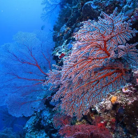 Diving Center Punta Apartment