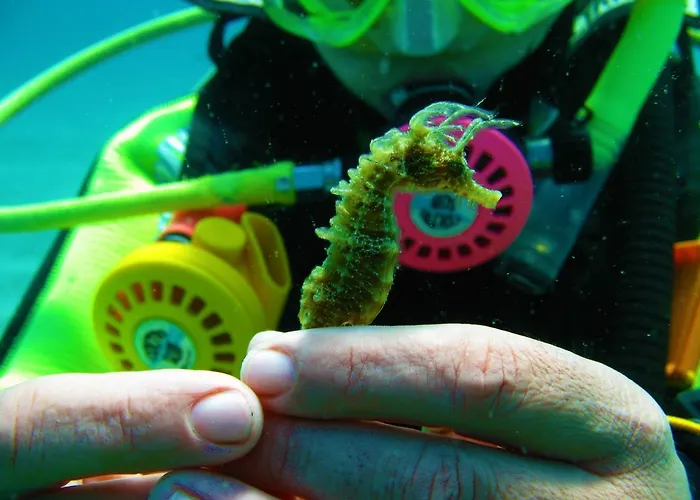 Diving Center Punta Appartamento *