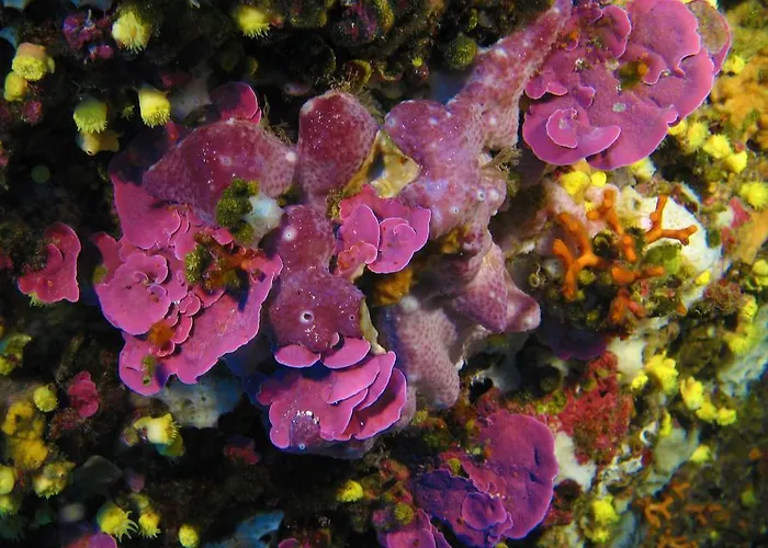 Diving Center Punta Appartamento