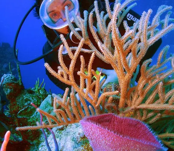 アパート Diving Center Punta *