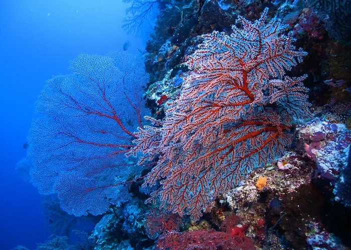 Diving Center Punta Appartamento