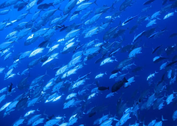 アパート Diving Center Punta Stilo